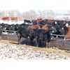 Image 3 : Coteau Ranch - 685# Heifers - 85 Head (Kisbey, SK)