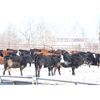 Image 4 : Coteau Ranch - 685# Heifers - 85 Head (Kisbey, SK)
