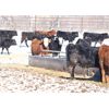 Image 6 : Coteau Ranch - 685# Heifers - 85 Head (Kisbey, SK)
