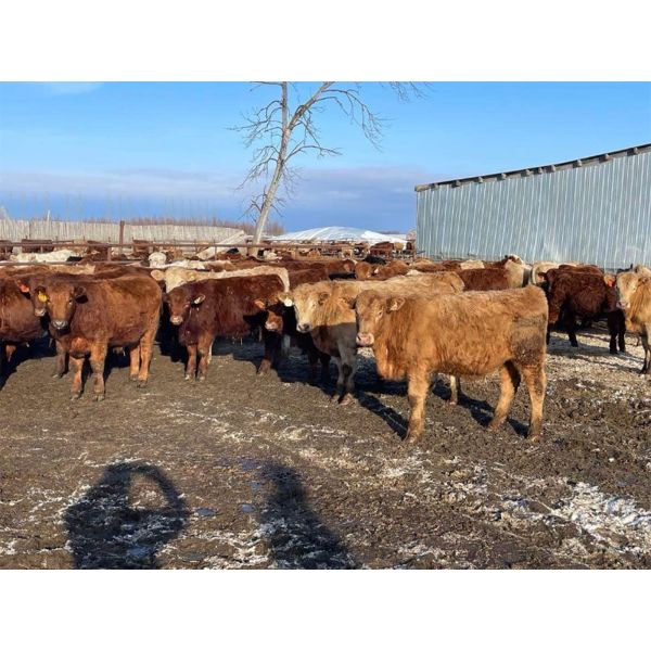 Circle A Farms - 815# Steers - 75 Head (Beausejour, MB)