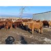 Image 1 : Circle A Farms - 815# Steers - 75 Head (Beausejour, MB)