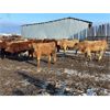 Image 2 : Circle A Farms - 815# Steers - 75 Head (Beausejour, MB)