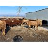 Image 3 : Circle A Farms - 815# Steers - 75 Head (Beausejour, MB)