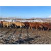 Image 4 : Circle A Farms - 815# Steers - 75 Head (Beausejour, MB)