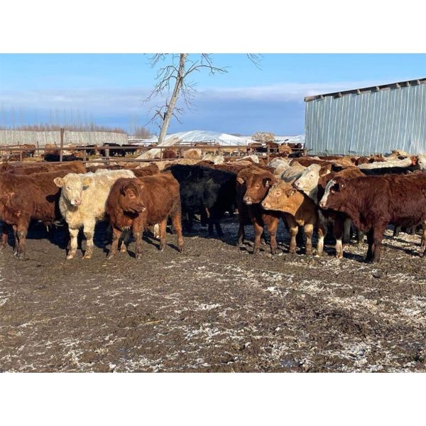 Circle A Farms - 710# Steers - 86 Head (Beausejour, MB)