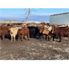 Image 1 : Circle A Farms - 710# Steers - 86 Head (Beausejour, MB)