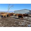 Image 3 : Circle A Farms - 710# Steers - 86 Head (Beausejour, MB)