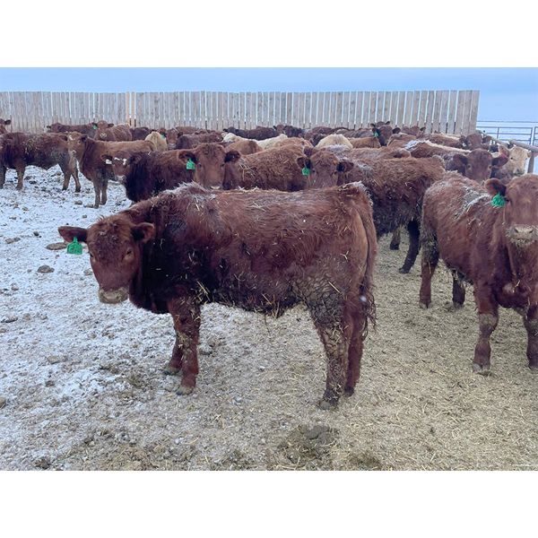 Colborn Farms - 825# Steers - 73 Head (Vanscoy, SK)
