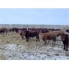 Image 3 : Colborn Farms - 825# Steers - 73 Head (Vanscoy, SK)