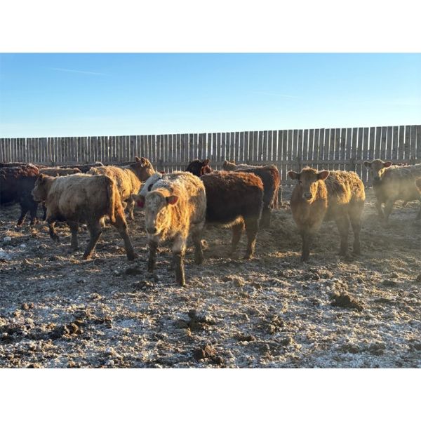Colborn Farms - 750# Heifers - 80 Head (Vanscoy, SK)