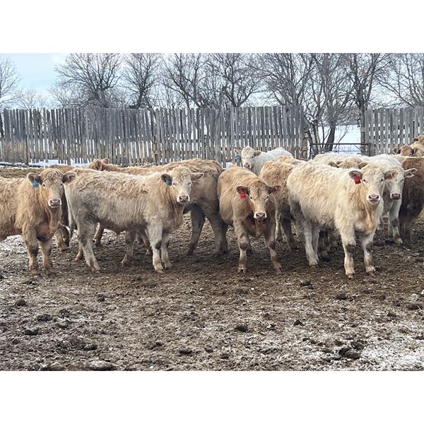 McKenzie Ranch - 810# Steers - 75 Head (Delisle, SK)