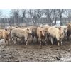 Image 1 : McKenzie Ranch - 810# Steers - 75 Head (Delisle, SK)