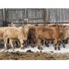 Image 3 : McKenzie Ranch - 810# Steers - 75 Head (Delisle, SK)