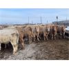 Image 5 : McKenzie Ranch - 810# Steers - 75 Head (Delisle, SK)