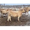 Image 7 : McKenzie Ranch - 810# Steers - 75 Head (Delisle, SK)