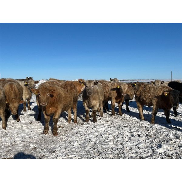 9 - 9 Ranch Ltd. - 815# Steers - 63 Head (Coronation, AB)