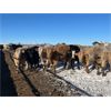 Image 2 : 9 - 9 Ranch Ltd. - 815# Steers - 63 Head (Coronation, AB)