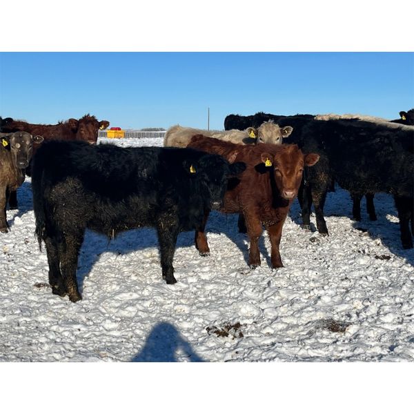 9 - 9 Ranch Ltd. - 740# Steers - 66 Head (Coronation, AB)