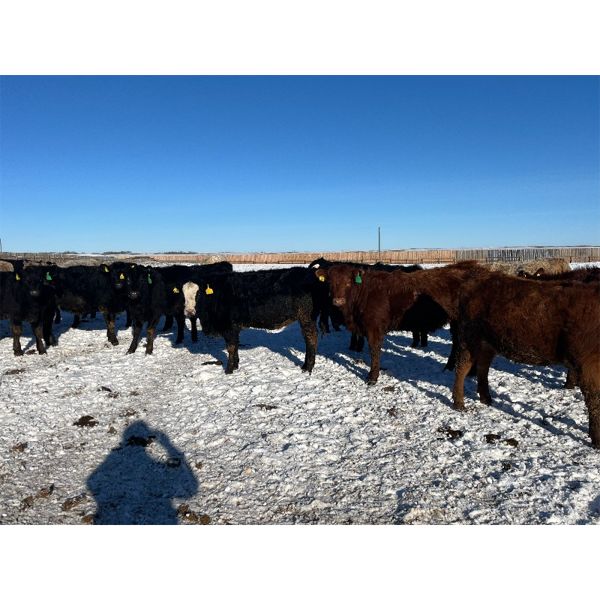 9 - 9 Ranch Ltd. - 715# Heifers - 75 Head (Coronation, AB)