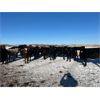 Image 2 : 9 - 9 Ranch Ltd. - 715# Heifers - 75 Head (Coronation, AB)