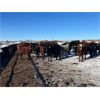 Image 4 : 9 - 9 Ranch Ltd. - 715# Heifers - 75 Head (Coronation, AB)