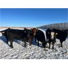 Image 5 : 9 - 9 Ranch Ltd. - 715# Heifers - 75 Head (Coronation, AB)
