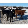Image 6 : 9 - 9 Ranch Ltd. - 715# Heifers - 75 Head (Coronation, AB)