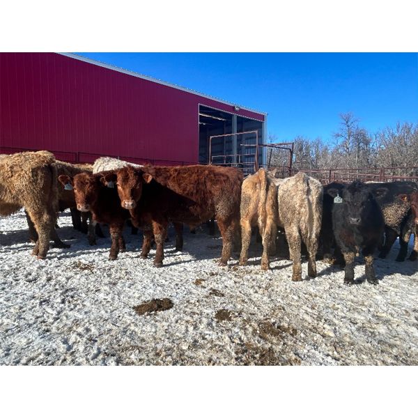 Turtleview Livestock - 720# Steers - 81 Head (Goodlands, MB) VBP+