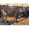Image 2 : Turtleview Livestock - 720# Steers - 81 Head (Goodlands, MB) VBP+