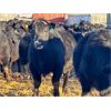 Image 3 : Turtleview Livestock - 720# Steers - 81 Head (Goodlands, MB) VBP+