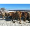 Image 4 : Turtleview Livestock - 720# Steers - 81 Head (Goodlands, MB) VBP+