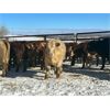 Image 5 : Turtleview Livestock - 720# Steers - 81 Head (Goodlands, MB) VBP+