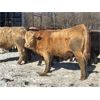 Image 6 : Turtleview Livestock - 720# Steers - 81 Head (Goodlands, MB) VBP+