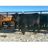 Image 7 : Turtleview Livestock - 720# Steers - 81 Head (Goodlands, MB) VBP+