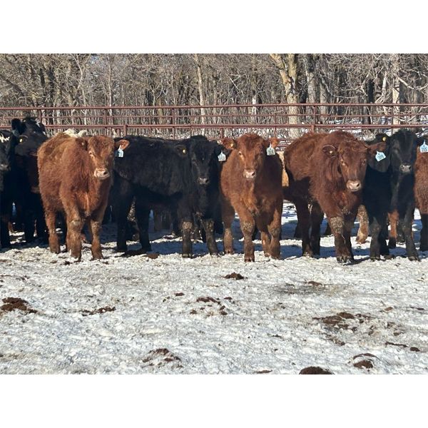 Turtleview Livestock - 610# Steers - 97 Head (Goodlands, MB) VBP+