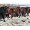 Image 3 : Turtleview Livestock - 610# Steers - 97 Head (Goodlands, MB) VBP+