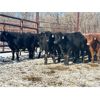 Image 4 : Turtleview Livestock - 610# Steers - 97 Head (Goodlands, MB) VBP+