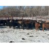 Image 5 : Turtleview Livestock - 610# Steers - 97 Head (Goodlands, MB) VBP+