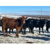 Image 6 : Turtleview Livestock - 610# Steers - 97 Head (Goodlands, MB) VBP+