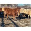 Image 10 : Turtleview Livestock - 615# Heifers - 97 Head (Goodlands, MB) VBP+
