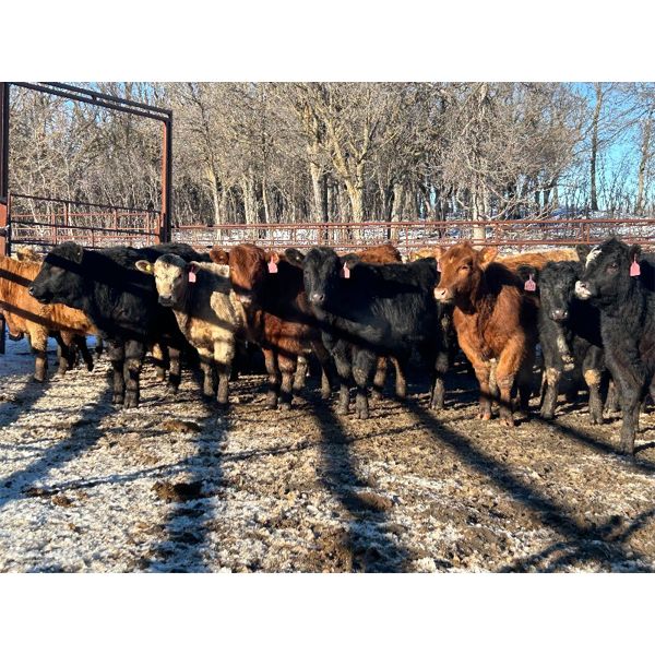 Turtleview Livestock - 615# Heifers - 97 Head (Goodlands, MB) VBP+