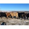Image 2 : Turtleview Livestock - 615# Heifers - 97 Head (Goodlands, MB) VBP+
