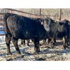 Image 5 : Turtleview Livestock - 615# Heifers - 97 Head (Goodlands, MB) VBP+