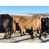 Image 6 : Turtleview Livestock - 615# Heifers - 97 Head (Goodlands, MB) VBP+
