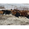 Image 7 : Turtleview Livestock - 615# Heifers - 97 Head (Goodlands, MB) VBP+
