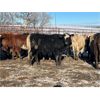 Image 8 : Turtleview Livestock - 615# Heifers - 97 Head (Goodlands, MB) VBP+