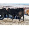 Image 9 : Turtleview Livestock - 615# Heifers - 97 Head (Goodlands, MB) VBP+
