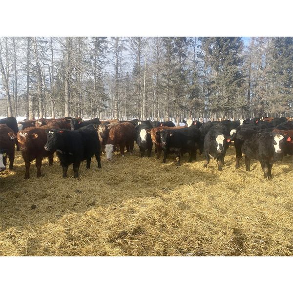 Winchester Cattle Company - 840# Steers - 113 Head (Leslieville, AB)
