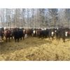 Image 1 : Winchester Cattle Company - 840# Steers - 113 Head (Leslieville, AB)