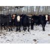 Image 4 : Winchester Cattle Company - 840# Steers - 113 Head (Leslieville, AB)
